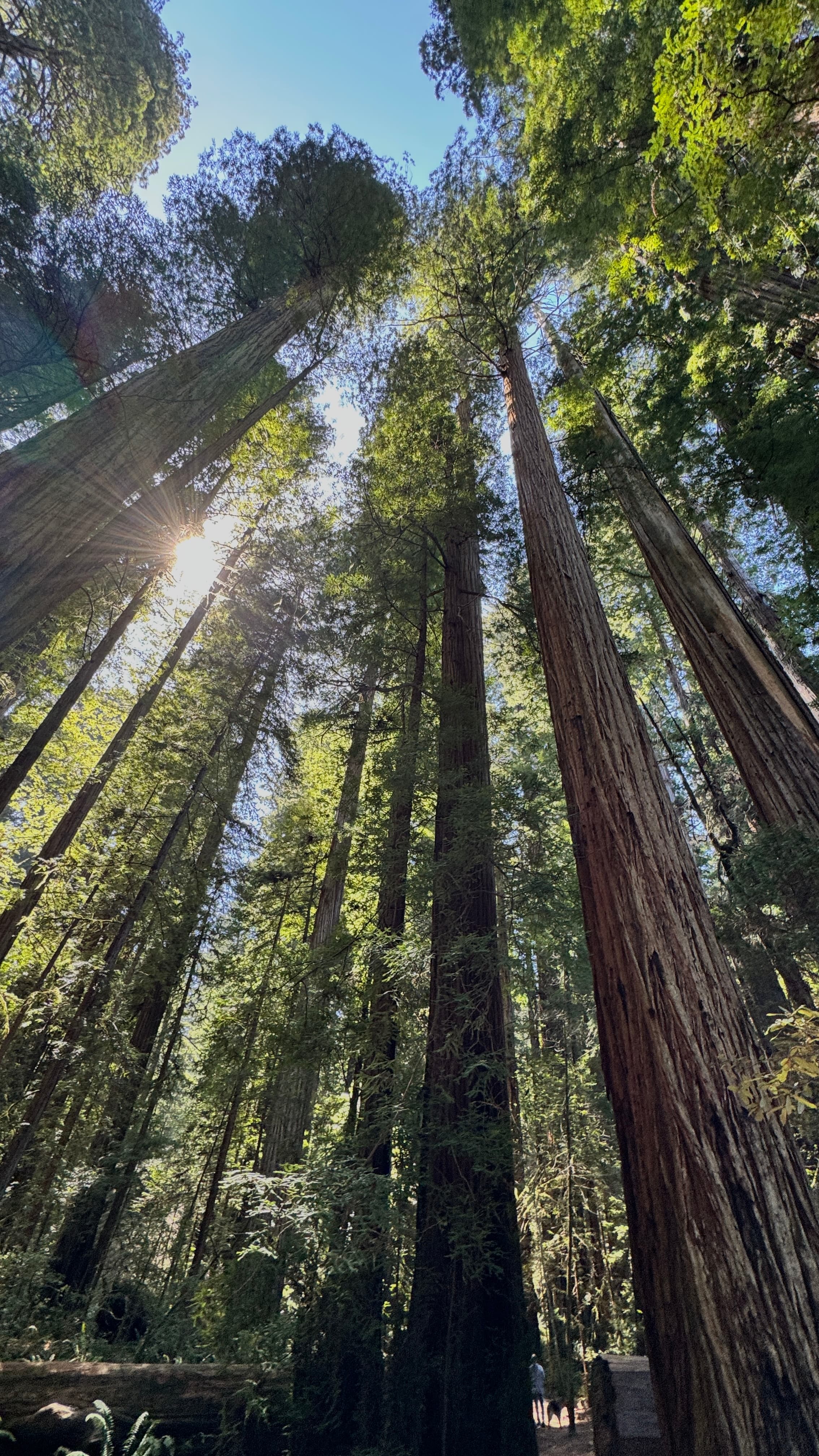 Redwood Nature Trail