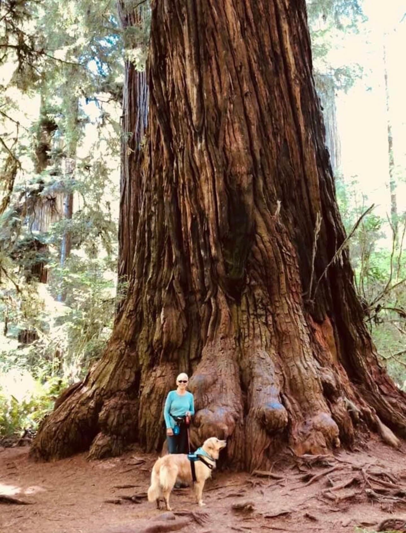 Redwoods — Jedediah Smith State Park & Stout Grove